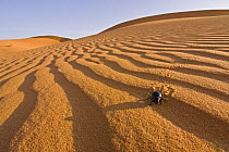 Beetle (Tenebrio sp) walking on sand dune in the Sahara desert, Erg Chebbi, Southern Morocco, NW Africa