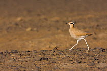 Cream-coloured courser (Cursorius cursor) adult walking, Sahara desert, Morocco, NW Africa