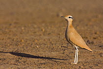 Cream-coloured courser (Cursorius cursor) adult, Sahara desert, Morocco, NW Africa