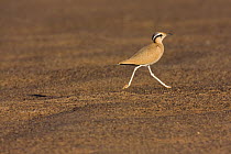 Cream-coloured courser (Cursorius cursor) adult running, Sahara desert, Morocco, NW Africa