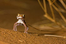 Petrie's gecko (Stenodactylus petrii) on sand dune, Sahara desert, Morocco, NW Africa