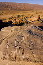Paleotropical animals (Antelopes etc.) and hunting instruments carved in the 8000 years old petroglyohs of Aït Ouaazik in the Draa Valley, Southern Morocco, NW Africa