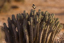 Desert wheatear (Oenanthe deserti) adult male perched on desert Spurge / Euphorbia (Euphorbia officinarum echinus) Sahara desert, Morocco, NW Africa