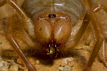 Wind scorpion / Camel spider (Galeodibus sp?) Sahara desert, Morocco, NW Africa