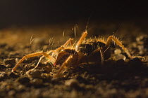 Wind scorpion / Camel spider (Galeodibus sp?) backlit, Sahara desert, Morocco, NW Africa