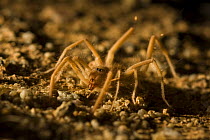 Wind scorpion / Camel spider (Solifiguda} Sahara desert, Morocco, NW Africa