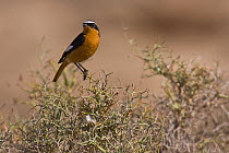 Moussier's redstart (Phoenicurus moussieri) adult male perched on thorny shrub, Sahara desert, Morocco, NW Africa