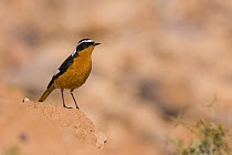 Moussier's redstart (Phoenicurus moussieri) adult male, Sahara desert, Morocco, NW Africa