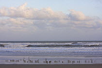 Lesser Black-backed gulls (Larus fuscus) roosting on sand shore, Atlantic coast of Southern Morocco, NW Africa