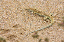 Busack's fringe fingered lizard lizard (Acanthodactylus busacki) basking on sand, west coast of Southern Morocco, NW Africa