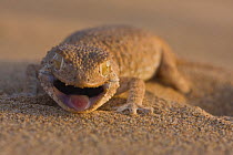 Helmethead gecko (Gekonia chazaliae) portrait with mouth open in aggresive display, Endemic of the Atlantic Sahara, Southern Morocco, NW Africa