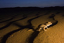 Helmethead gecko (Gekonia chazalie) walking on dunes at night. Endemic of the Atlantic Sahara. Southern Morocco, NW Africa