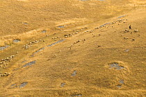 Shepherd with his flock of sheep in summer fields. Gran Sasso National Park, Abruzzo, Italy