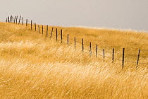 Fence through grassland in summer fields, Gran Sasso National Park, Abruzzo, Italy