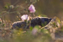 Young Hedgehog (Erinaceus europaeus) sniffing the air among flowers (Malva sylvestris), Lazio, Italy.
