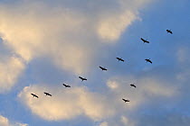 Flock of Common crane (Grus grus) flying in formation at sunrise, NE Germany