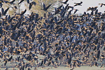 Large mixed flock of Bean geese (Anser fabalis) and Lesser-fronted geese (Anser albifrons) taking off, NE Germany