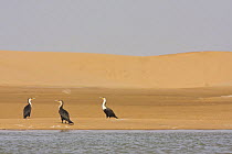 Moroccan cormorants (Phalacrocorax carbo maroccanus) beside Khniffis lagoon. Western Sahara, Southern Morocco, NW Africa