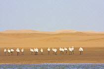 White Spoonbills (Platalea leucorodia) beside Khniffis lagoon, Western Sahara, Southern Morocco, NW Africa