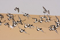 Flock of Oystercatchers (Haematopus ostralegus) flying over desert dunes, Khniffis lagoon, Western Sahara, Southern Morocco, NW Africa