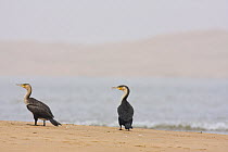 Moroccan cormorants (Phalacrocorax carbo maroccanus) beside Khniffis lagoon, Western Sahara, Southern Morocco, NW Africa