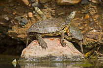 Mediterranean Pond Turtles / Spanish terrapins (Mauremys leprosa) basking on rock, Southern Morocco, NW Africa
