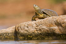 Mediterranean Pond Turtle / Spanish terrapin (Mauremys leprosa) basking on rock, Southern Morocco, NW Africa