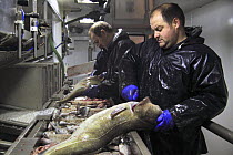 Cod (Gadidae family) being gutted on the processing deck of a modern trawler. North Sea, December 2008. Model released.