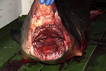 Holding a Porbeagle shark (Lamna nasus) mouth open on the deck of a fishing trawler in the North Sea. December 2008.