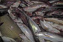 Haddock (Melanogrammus aeglefinus), cod (Gadidae family) and saithe (Pollachius virens) fish waiting to be processed aboard a fishing vessel in the North Sea. December 2008.