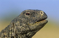 Egypitan spiny-tailed lizard (Uromastyx aegypticus microlepis) head portrait, Muscat, Oman