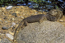 Egyptian spiny-tailed lizard (Uromastyx aegypticus microlepis) basking on rock, Muscat, Oman