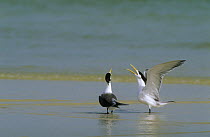 Crested / Swift tern (Thalasseus bergii) pair in courtship display, Masirah, Oman.