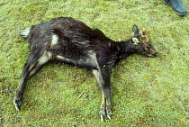 Sambar Deer (Cervus unicolor) killed by poachers, Mount Apo National Park, Philippines.