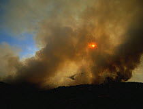 Dense smoke surrounds aeroplane dropping water / fire retardant on forest fire, Coll de Lilla, Tarragon, Spain, April 2004