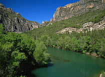 River Segre flowing through wooded hillside in the Pyrenees, Serra de Montroig, La Noguera, Lleida, Catalonia, Spain, February 2005