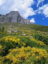 Mountain landscape with flowering Gorse {Ulex parviflora} Picos de Europa NP, Cantabria, Spain, July 2000