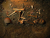 Skeleton and remains of neolithic man, Cova Museum, Espluga de Francoli, La Conca, Catalonia, Spain, 1998