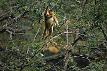 Sichuan golden snub-nosed monkey {Rhinopithecus roxellana} male leaping through trees, Qinling mountains, Shaanxi Province, China. Endangered