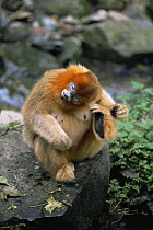 Sichuan golden snub-nosed monkey {Rhinopithecus roxellana} female scratching ear with foot, Qinling mountains, Shaanxi Province, China. Endangered