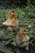Sichuan golden snub-nosed monkey {Rhinopithecus roxellana} two females sitting on rocks, Qinling mountains, Shaanxi Province, China. Endangered