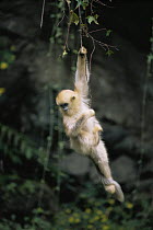 Sichuan golden snub-nosed monkey {Rhinopithecus roxellana} juvenile hanging from branches, Qinling mountains, Shaanxi Province, China. Endangered