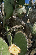 Floreana / Charles mockingbird {Nesomimus trifasciatus} feeding on cactus, Espanola Island, Galapagos, Janaury, Endangered