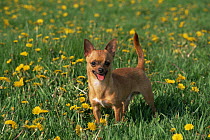 Smooth haired Chihuahua dog amongst Dandelion flowers, USA
