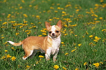 Smooth haired Chihuahua dog amongst Dandelion flowers, USA