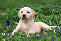 Golden labrador retriever puppy amongst Viola flowers, USA