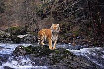 Siberian tiger {Panthera tigris altaica} standing on rocks in river, Captive, USA