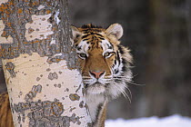 Siberian tiger {Panthera tigris altaica} looking out from behind tree trunk, Captive, USA