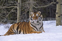 Siberian tiger {Panthera tigris altaica} in snow, Captive, USA