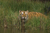 Bengal tiger {Panthera tigris tigris} amongst reeds beside river, captive